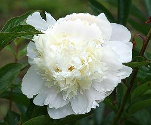 Paeonia Princess Bride